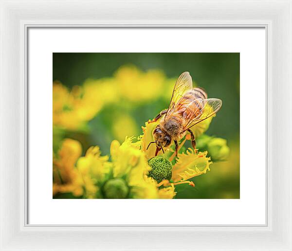 Bee Collecting Pollen on a Flower - Framed Print