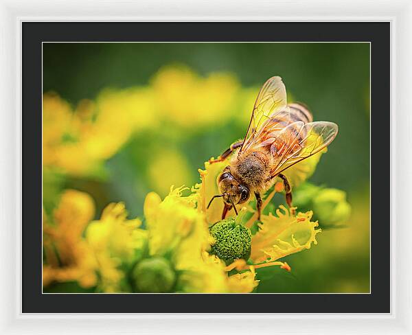 Bee Collecting Pollen on a Flower - Framed Print