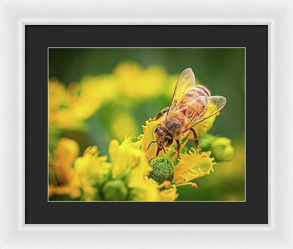 Bee Collecting Pollen on a Flower - Framed Print