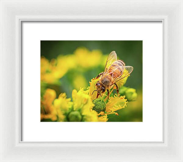 Bee Collecting Pollen on a Flower - Framed Print