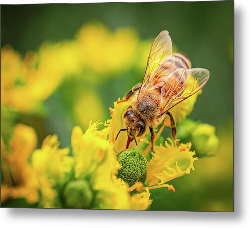 Bee Collecting Pollen on a Flower - Metal Print