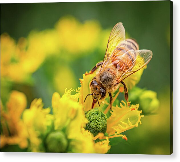 Bee Collecting Pollen on a Flower - Acrylic Print