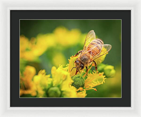 Bee Collecting Pollen on a Flower - Framed Print