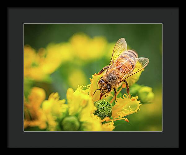 Bee Collecting Pollen on a Flower - Framed Print