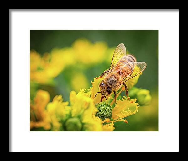 Bee Collecting Pollen on a Flower - Framed Print