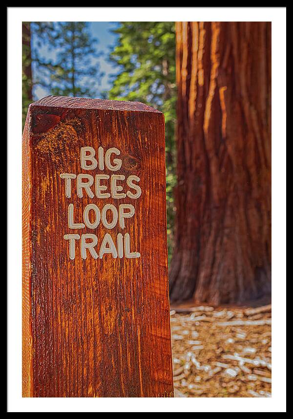 Big Trees Loop Trail and Sequoia Tree - Framed Print