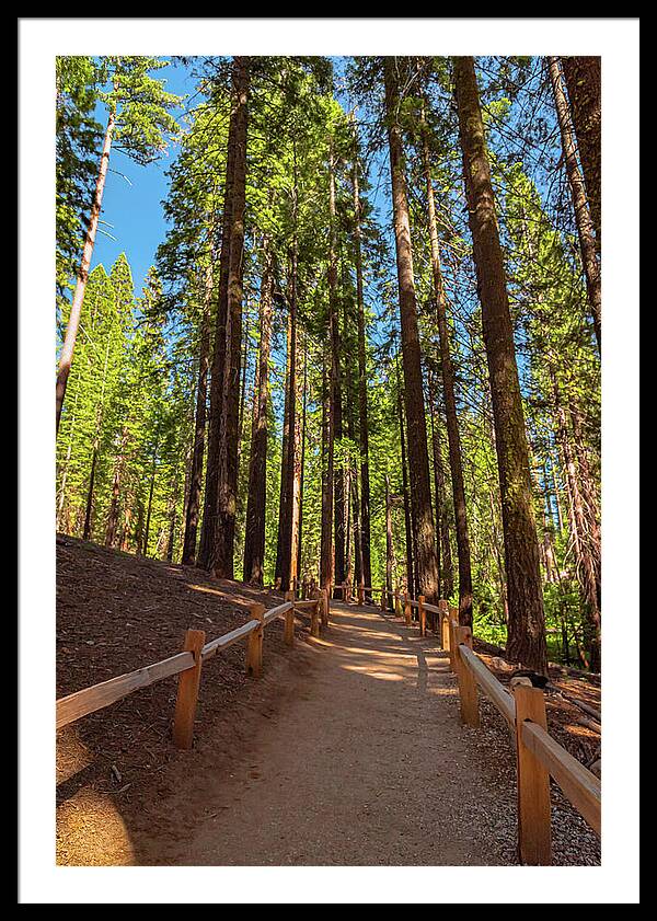 Big Trees Loop Trail at Mariposa Grove - Framed Print