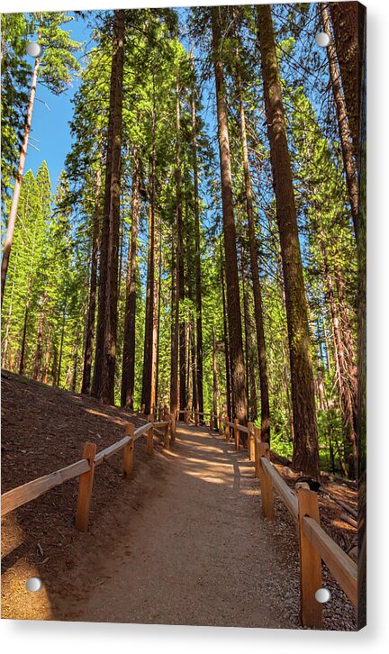 Big Trees Loop Trail at Mariposa Grove - Acrylic Print