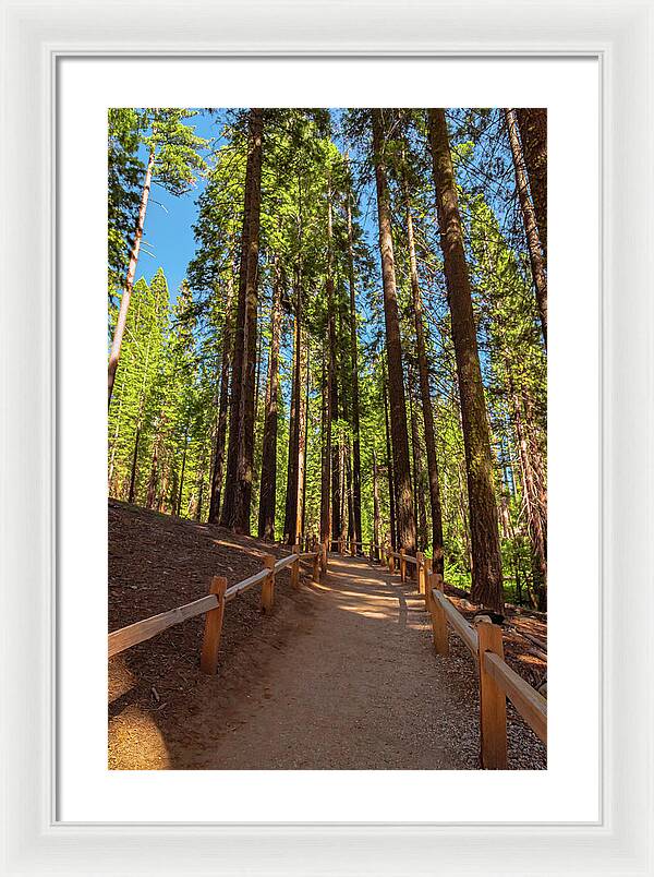 Big Trees Loop Trail at Mariposa Grove - Framed Print