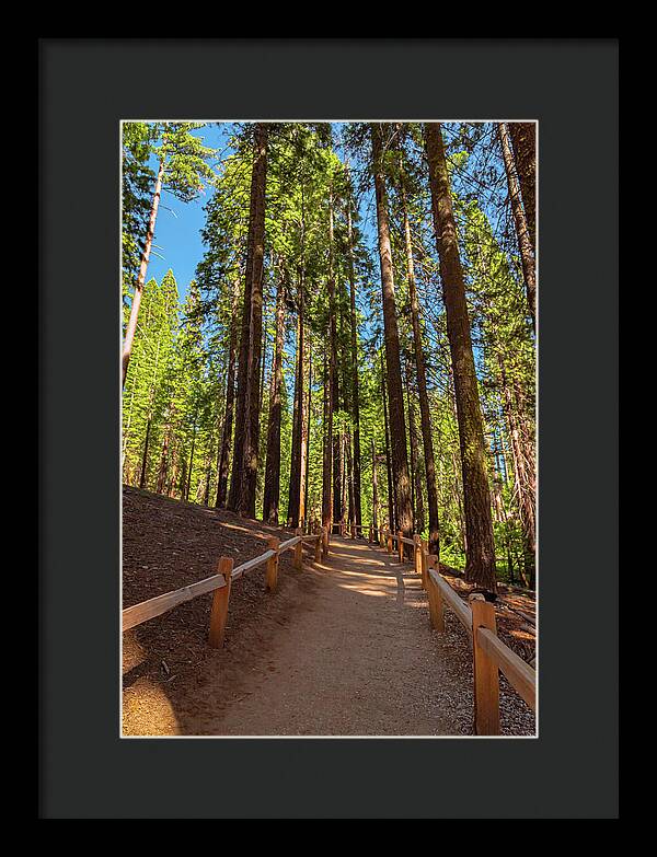 Big Trees Loop Trail at Mariposa Grove - Framed Print