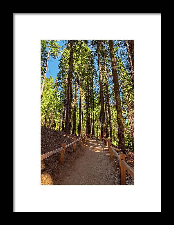 Big Trees Loop Trail at Mariposa Grove - Framed Print