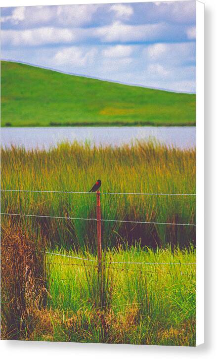 Black and Red Bird Chilling by the Reservoir - Canvas Print