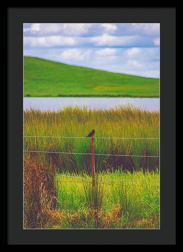 Black and Red Bird Chilling by the Reservoir - Framed Print