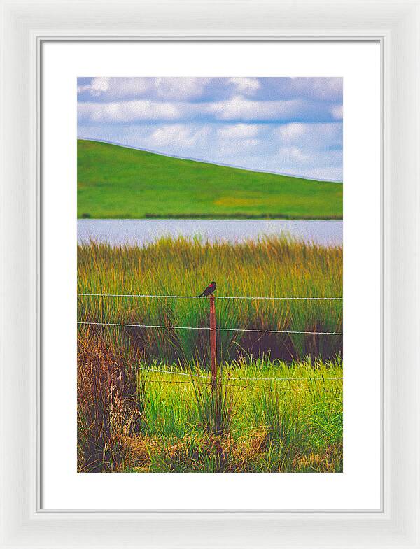 Black and Red Bird Chilling by the Reservoir - Framed Print