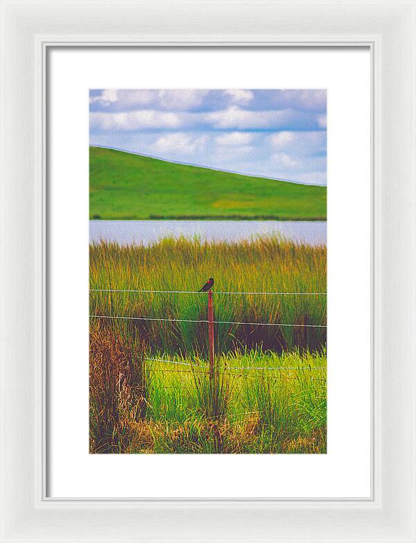 Black and Red Bird Chilling by the Reservoir - Framed Print