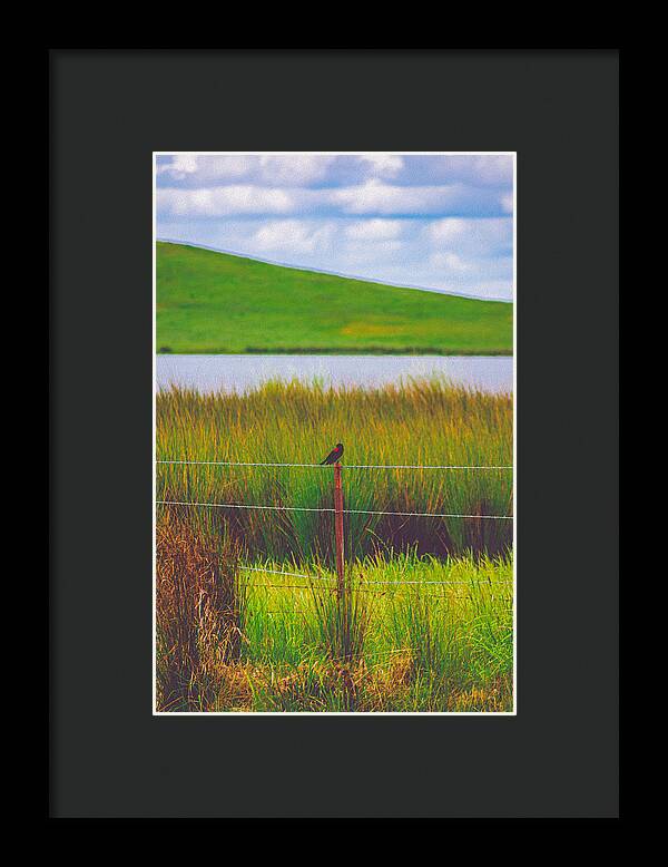 Black and Red Bird Chilling by the Reservoir - Framed Print