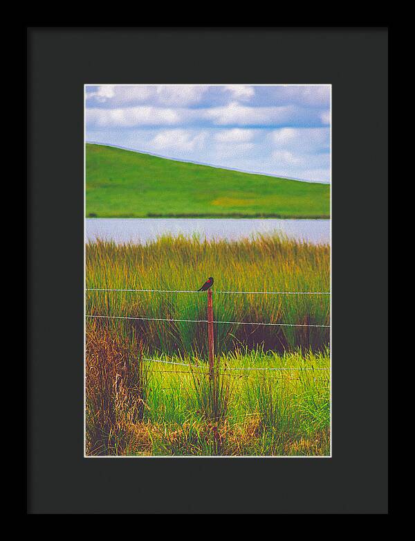 Black and Red Bird Chilling by the Reservoir - Framed Print