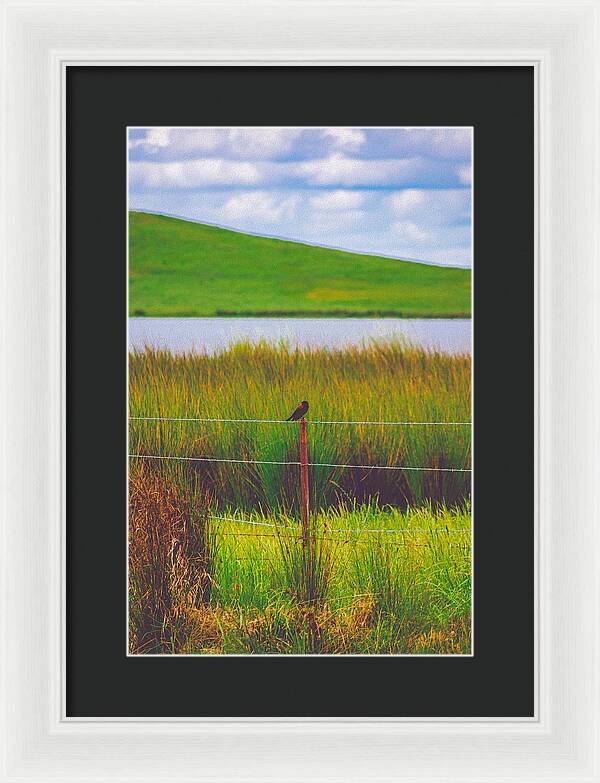 Black and Red Bird Chilling by the Reservoir - Framed Print