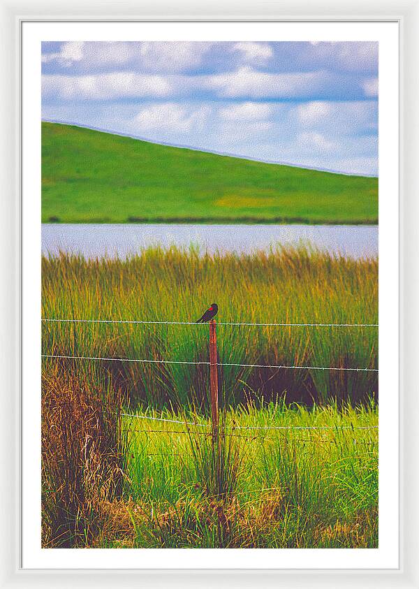 Black and Red Bird Chilling by the Reservoir - Framed Print