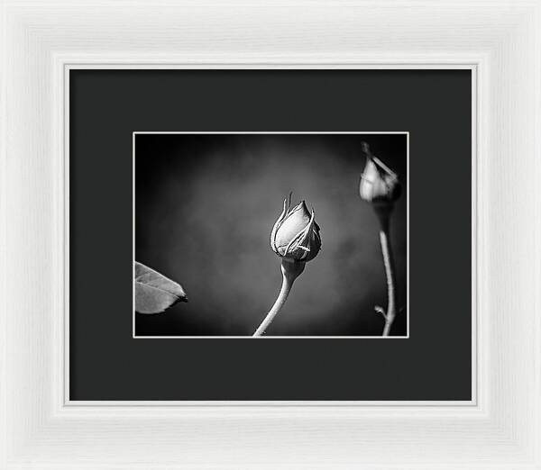 Black and White Closeup Rose - Framed Print