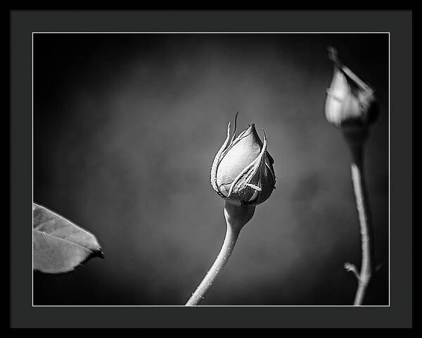 Black and White Closeup Rose - Framed Print