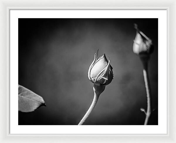 Black and White Closeup Rose - Framed Print