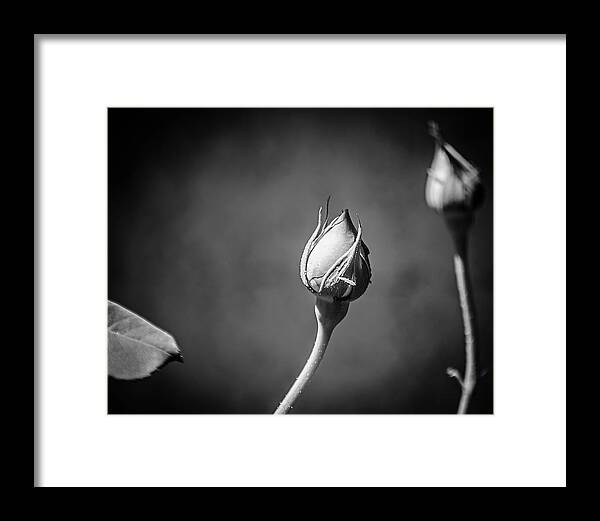 Black and White Closeup Rose - Framed Print