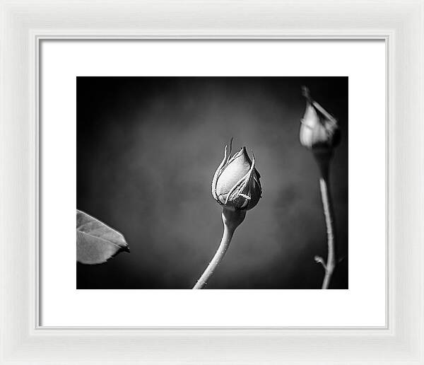 Black and White Closeup Rose - Framed Print