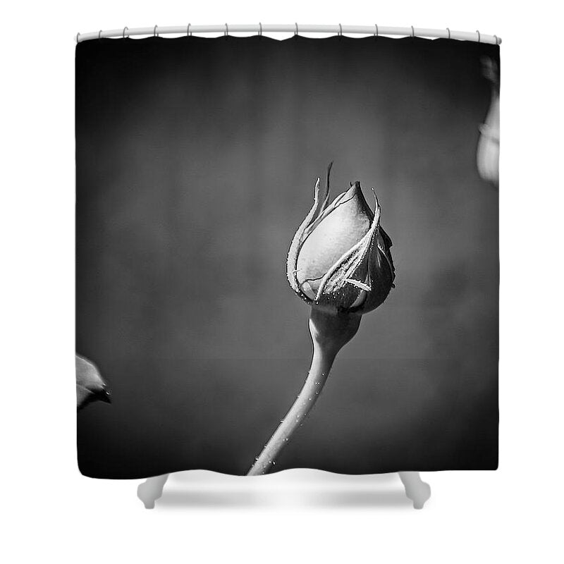 Black and White Closeup Rose - Shower Curtain