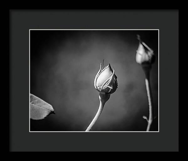 Black and White Closeup Rose - Framed Print