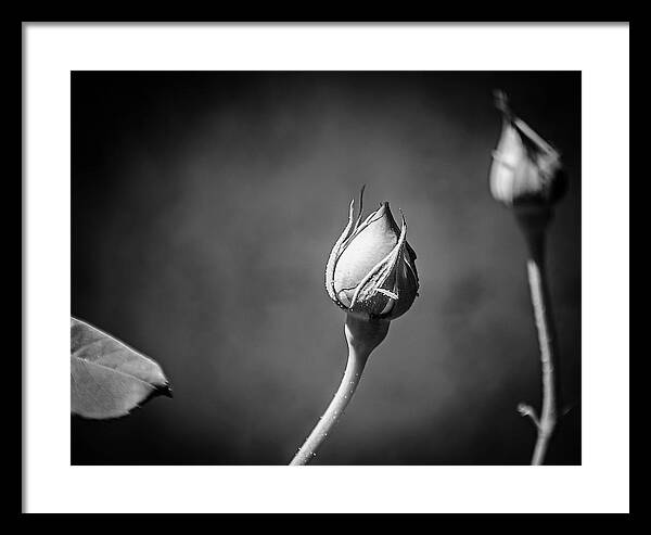 Black and White Closeup Rose - Framed Print