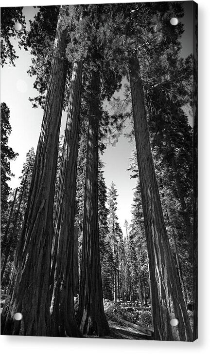 Black and White Forest of Sequoias - Acrylic Print