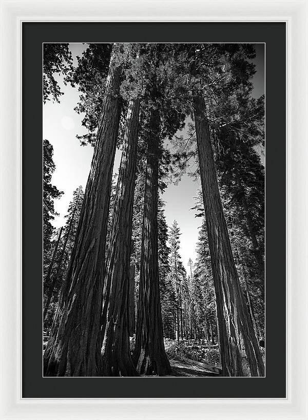 Black and White Forest of Sequoias - Framed Print