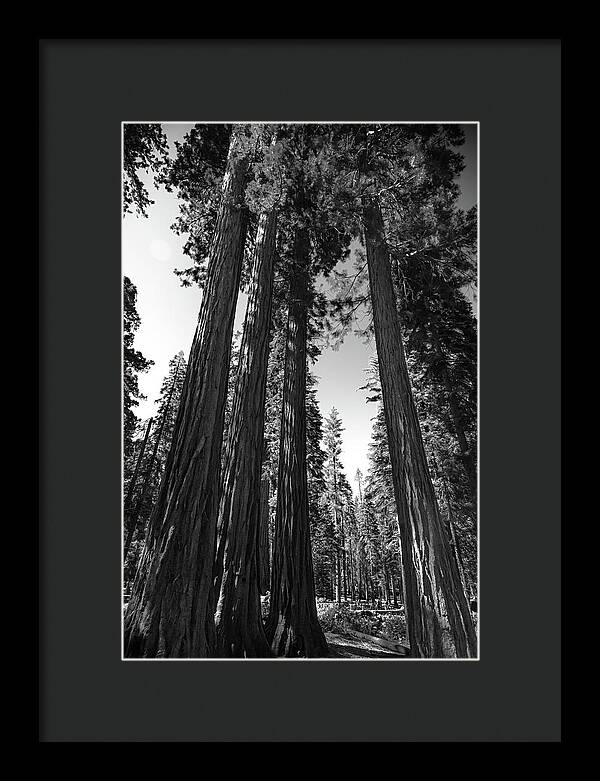 Black and White Forest of Sequoias - Framed Print