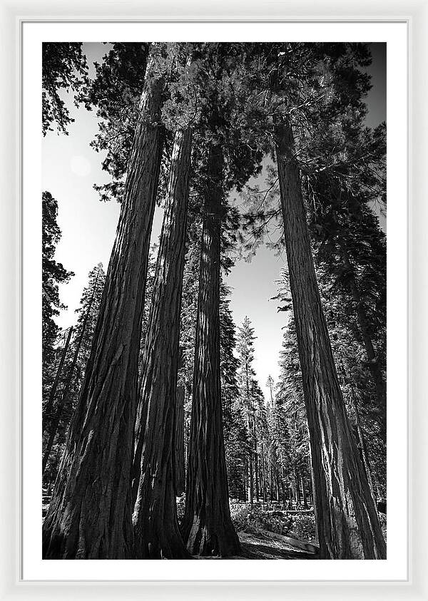 Black and White Forest of Sequoias - Framed Print