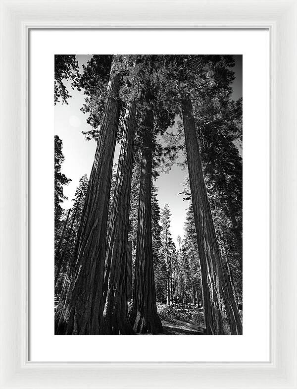 Black and White Forest of Sequoias - Framed Print