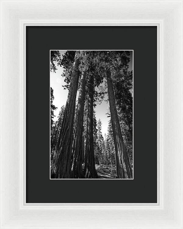 Black and White Forest of Sequoias - Framed Print
