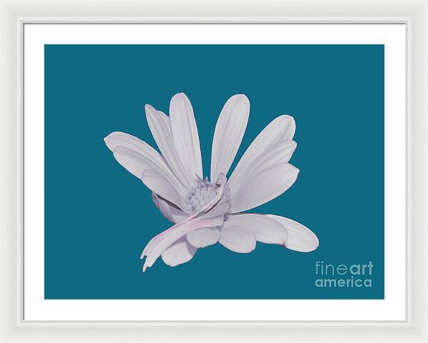 Blessed White Flower in a Blue Background - Framed Print