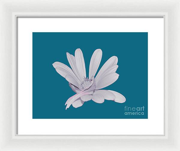 Blessed White Flower in a Blue Background - Framed Print