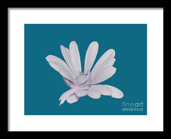 Blessed White Flower in a Blue Background - Framed Print