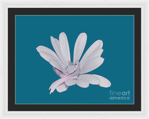 Blessed White Flower in a Blue Background - Framed Print