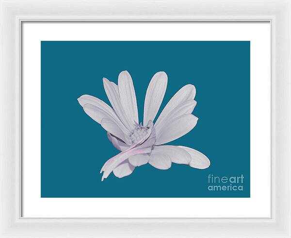 Blessed White Flower in a Blue Background - Framed Print