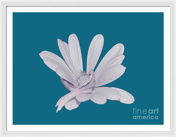 Blessed White Flower in a Blue Background - Framed Print