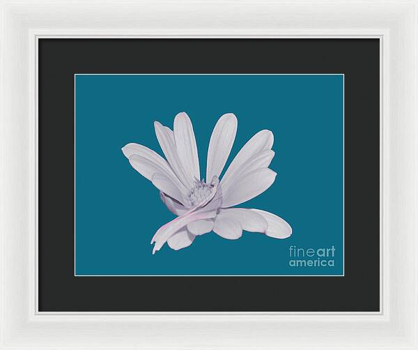 Blessed White Flower in a Blue Background - Framed Print