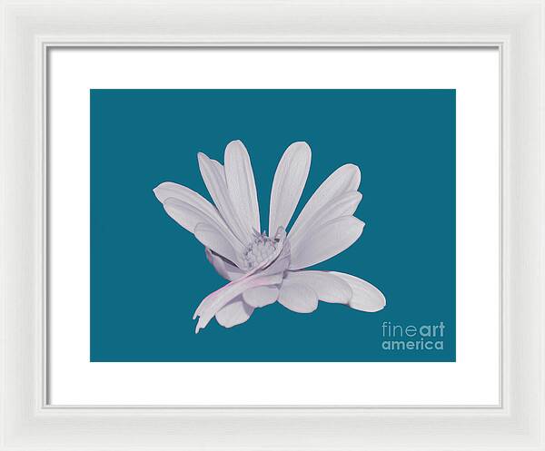 Blessed White Flower in a Blue Background - Framed Print