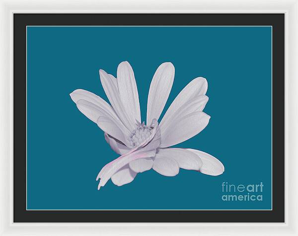 Blessed White Flower in a Blue Background - Framed Print