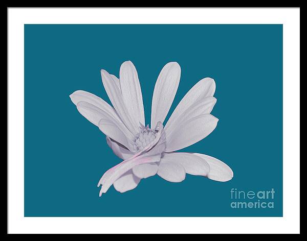 Blessed White Flower in a Blue Background - Framed Print