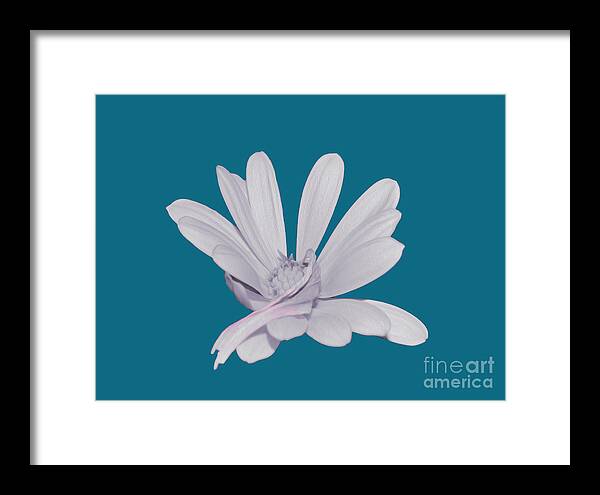 Blessed White Flower in a Blue Background - Framed Print