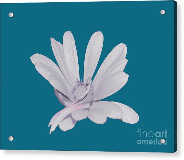 Blessed White Flower in a Blue Background - Acrylic Print