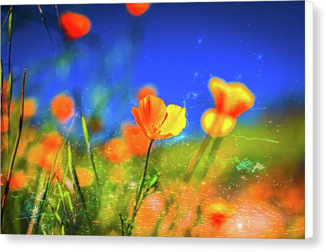 Blue Sky and Orange Poppy with Fireworks in the Air - Canvas Print